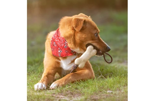 Corde jouet pour chien résistante personnalisable Salmer