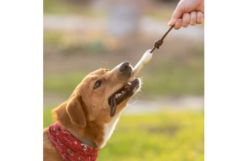 Corde jouet pour chien résistante personnalisable Salmer